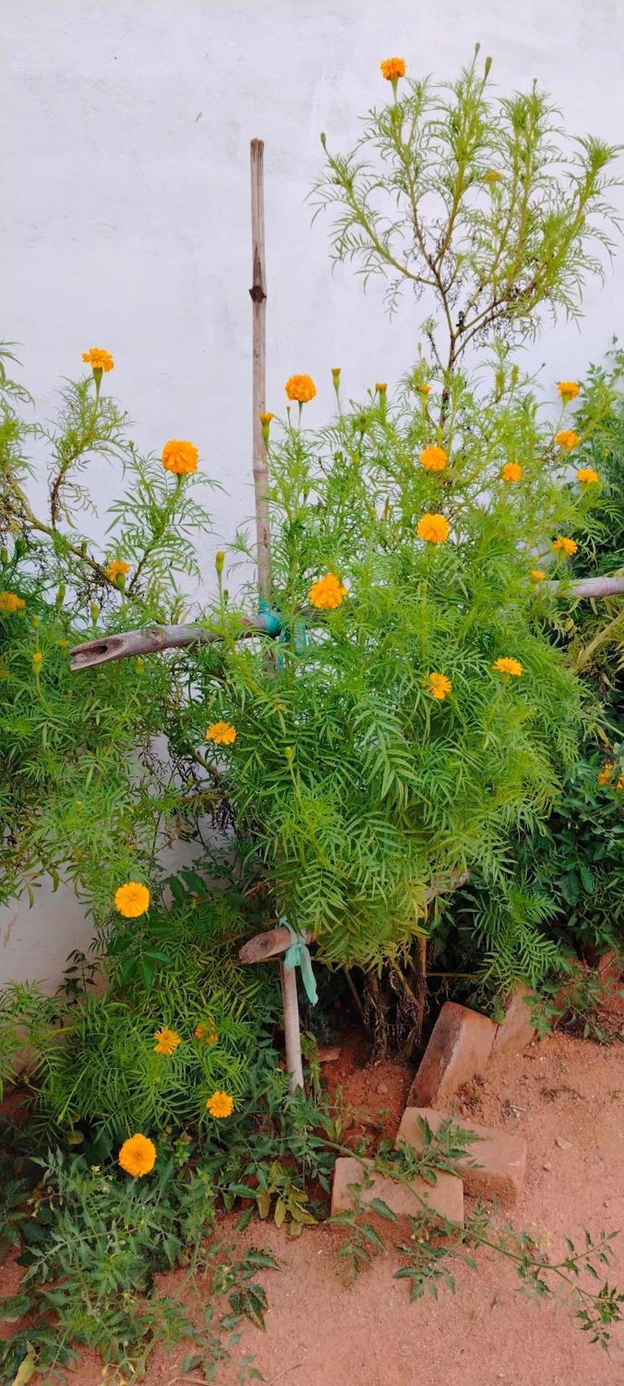 Laxmi Home Stay Ghura Exteriör bild